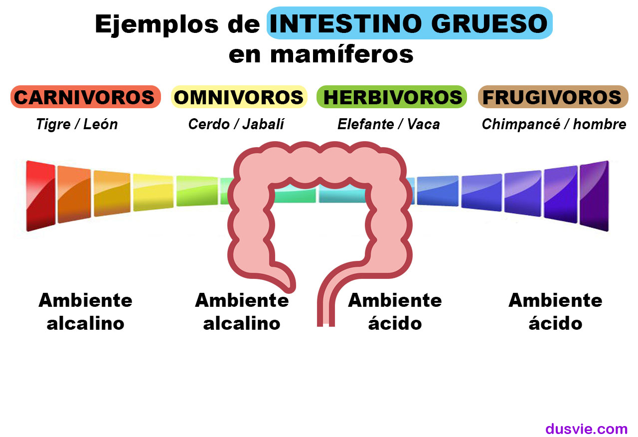 imagen de la diferencia fisiologíca en el intestino grueso entre el ser humano y otras especies