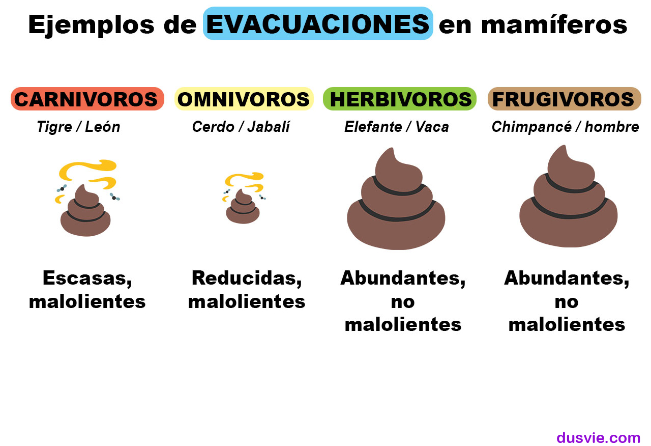 imagen de la diferencia fisiologíca en las evacuaciones entre el ser humano y otras especies