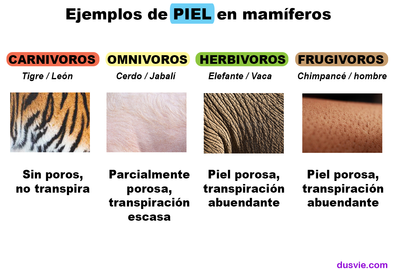 imagen de la diferencia fisiologíca en la piel entre el ser humano y otras especies