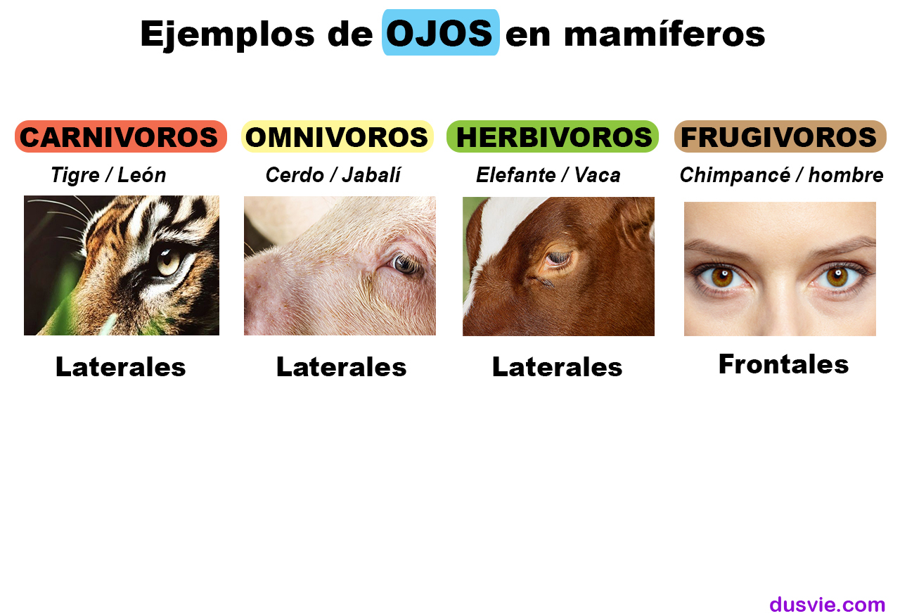imagen de la diferencia fisiologíca en los ojos entre el ser humano y otras especies