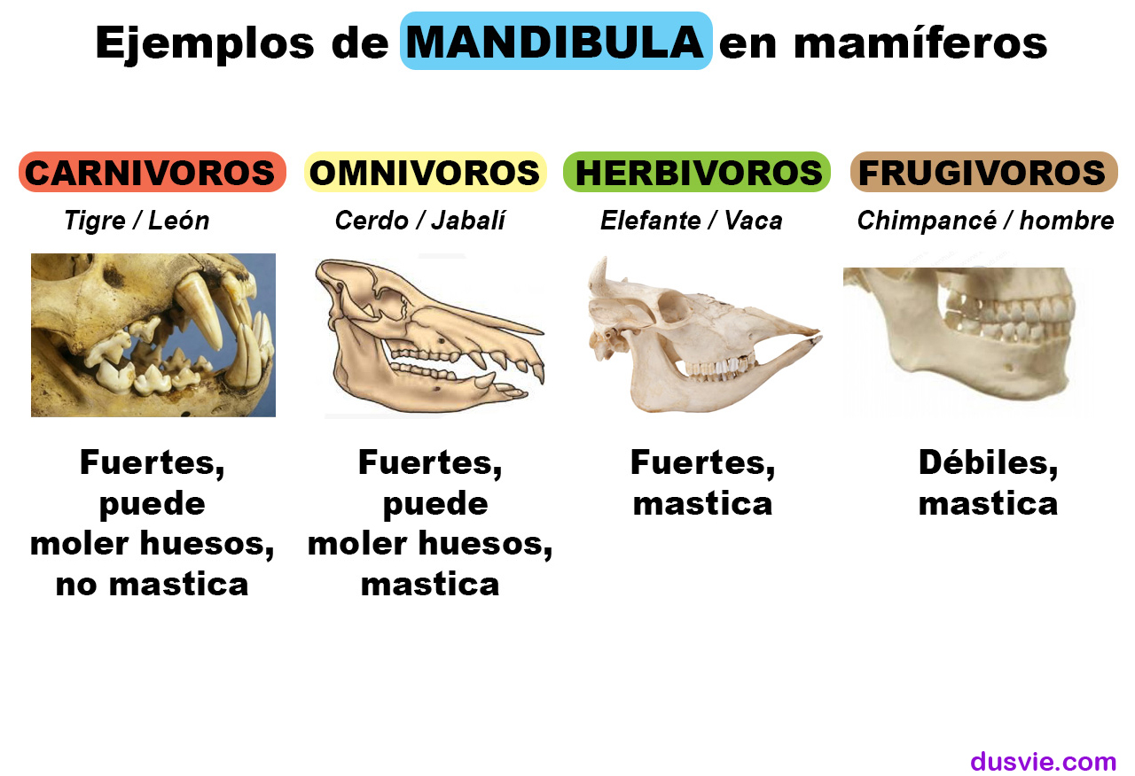 imagen de la diferencia fisiologíca en la mandíbula entre el ser humano y otras especies