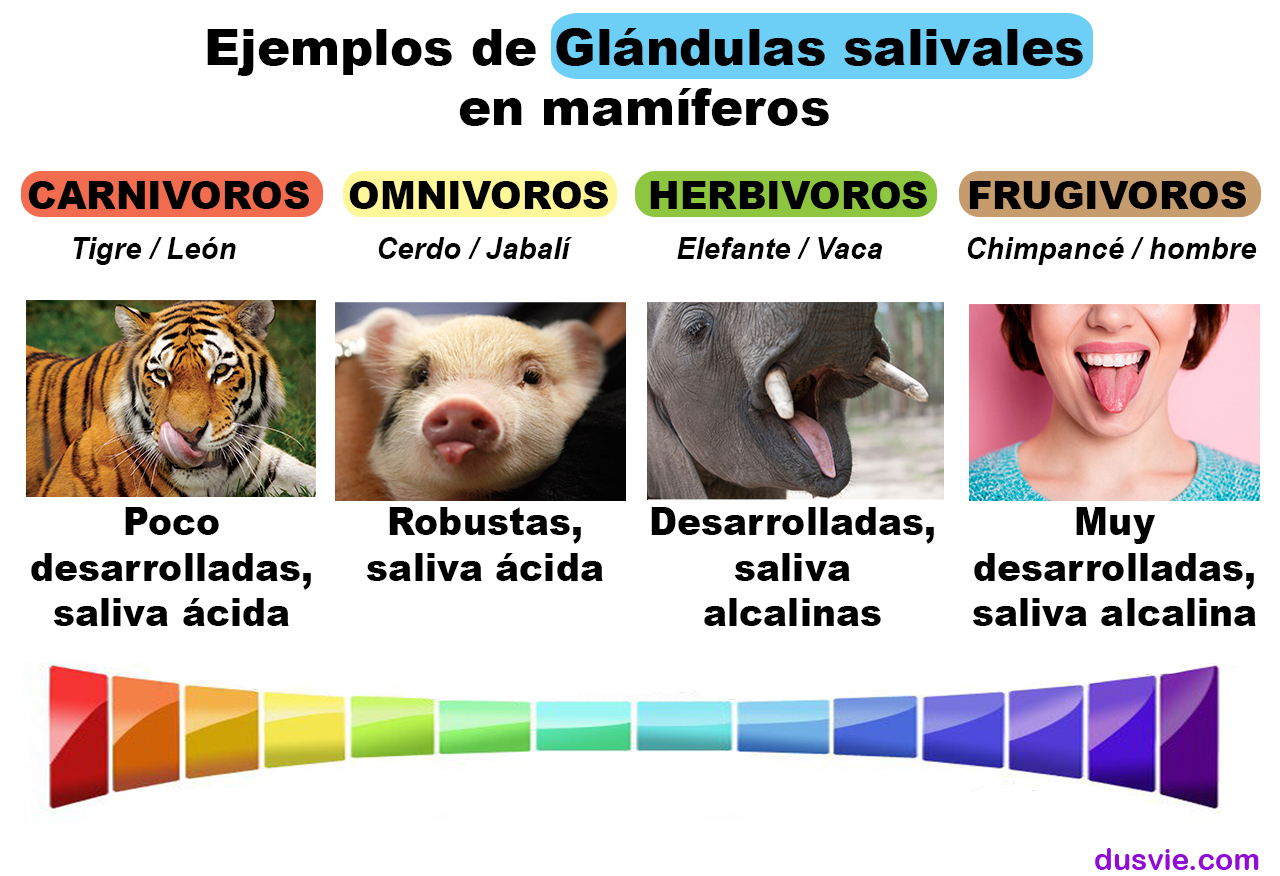 imagen de la diferencia fisiologíca en las glándulas salivales entre el ser humano y otras especies